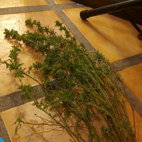 Giorgio growlog photo: Cosecha