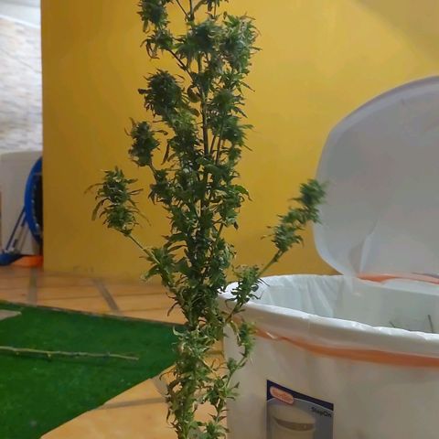 Giorgio growlog photo: Cosecha