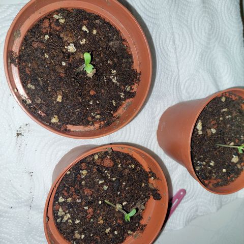 Cuca, Laura y Bertha  #1 growlog timeline photo