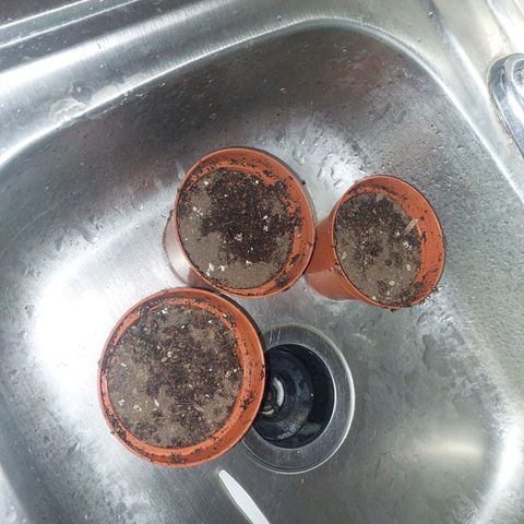 Cuca, Laura y Bertha  #1 growlog timeline photo