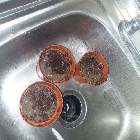 Cuca, Laura y Bertha  #1 growlog timeline photo