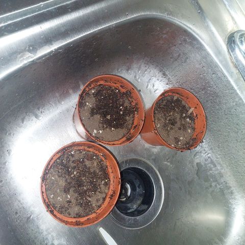 Cuca, Laura y Bertha  #1 growlog timeline photo
