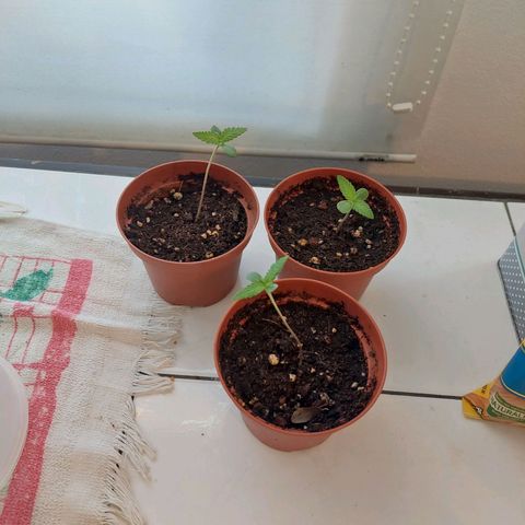 Cuca, Laura y Bertha  #1 growlog timeline photo