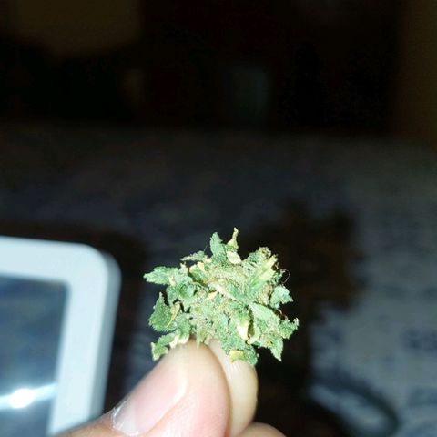 Giorgio growlog photo: Flor primera cata