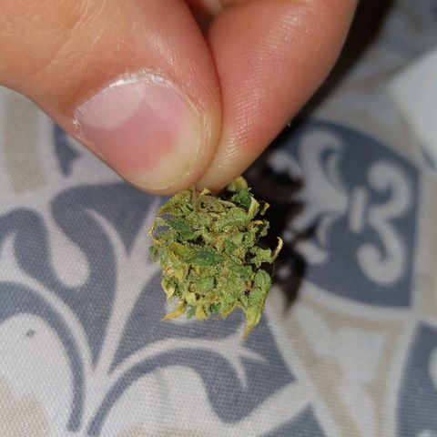 Giorgio growlog photo: Flor primera cata