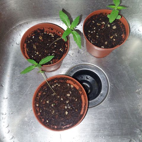 Cuca, Laura y Bertha  #1 growlog photo: 10 días de nacidas pronto trasplante para pasar a vegetativo