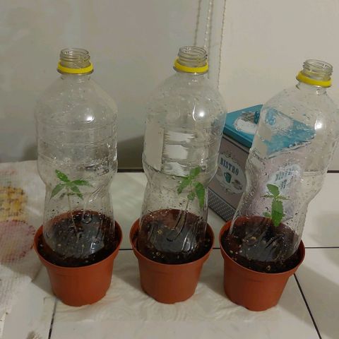 Cuca, Laura y Bertha  #1 growlog photo: Exterior pronto trasplante en 5 días 18 a 24 horas de exposición 