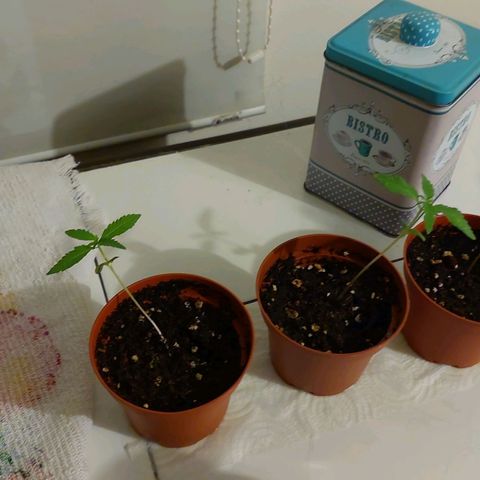 Cuca, Laura y Bertha  #1 growlog photo: Exterior pronto trasplante en 5 días 18 a 24 horas de exposición 
