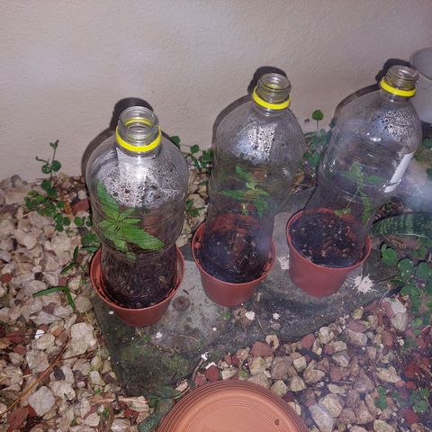 Cuca, Laura y Bertha  #1 growlog photo: Mañana cambio a etapa vegetativa t trasplante en luna nueva antes de llena