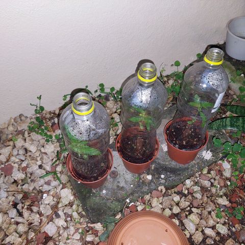 Cuca, Laura y Bertha  #1 growlog photo: Mañana cambio a etapa vegetativa t trasplante en luna nueva antes de llena