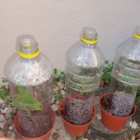 Cuca, Laura y Bertha  #1 growlog timeline photo