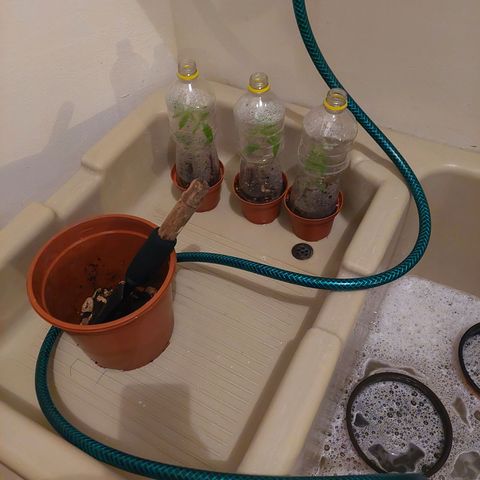Cuca, Laura y Bertha  #1 growlog photo: Muestro lavado de maceteros para trasplante recomiendo eliminar patógenos y lavar bien los maceteros 