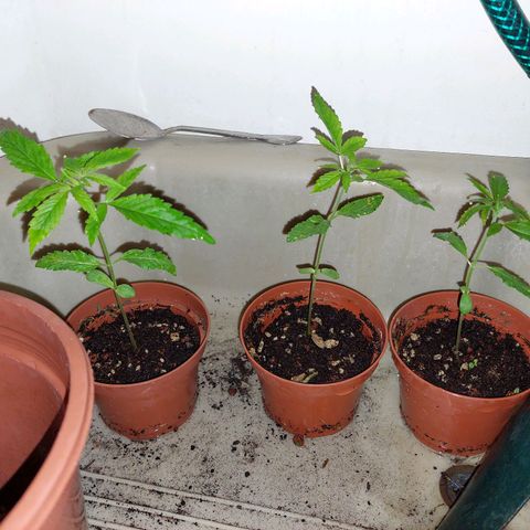 Cuca, Laura y Bertha  #1 growlog photo: 13 cm de altura entrando en período vegetativo 