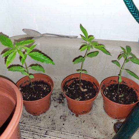 Cuca, Laura y Bertha  #1 growlog photo: 13 cm de altura entrando en período vegetativo 