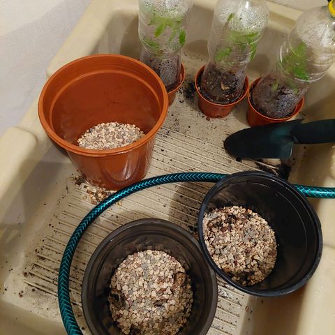 Cuca, Laura y Bertha  #1 growlog photo: Pequeña cantidad de piedra pequeña en el fondo para evitar perdida de sustrato y buena filtración conocida como grava