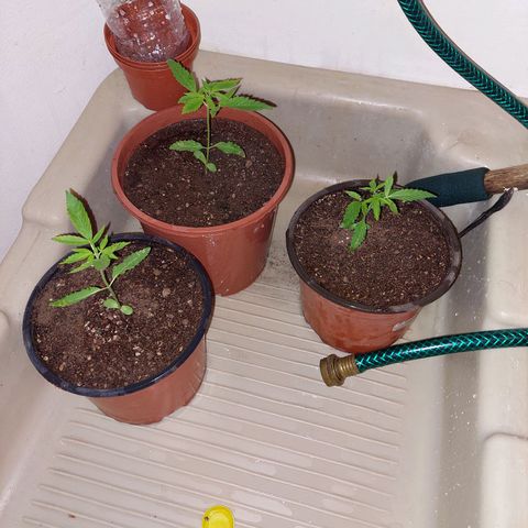 Cuca, Laura y Bertha  #1 growlog photo: Trasplante exitoso😎😎😎🍓🔥