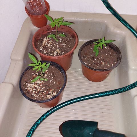 Cuca, Laura y Bertha  #1 growlog photo: Trasplante exitoso😎😎😎🍓🔥