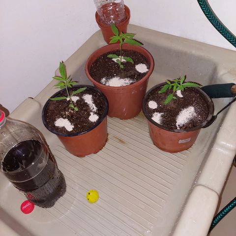 Cuca, Laura y Bertha  #1 growlog photo: Aplico pequeña cantidad de agua de riego con algas orgánicas y cáscara de huevo en polvo