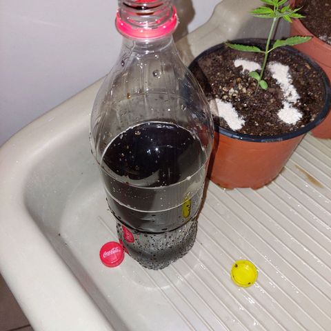 Cuca, Laura y Bertha  #1 growlog photo: Aplico pequeña cantidad de agua de riego con algas orgánicas y cáscara de huevo en polvo