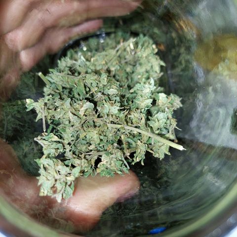 Giorgio growlog photo: Flores ya se encuentran en curación 