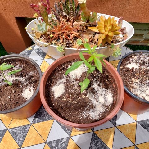 Cuca, Laura y Bertha  #1 growlog photo: Ya en exterior en etapa vegetativa a esperar crecimiento en aproximadamente un mes mes y medio la paso a floración con fotoperiodo 12horas luz 12 oscuridad 