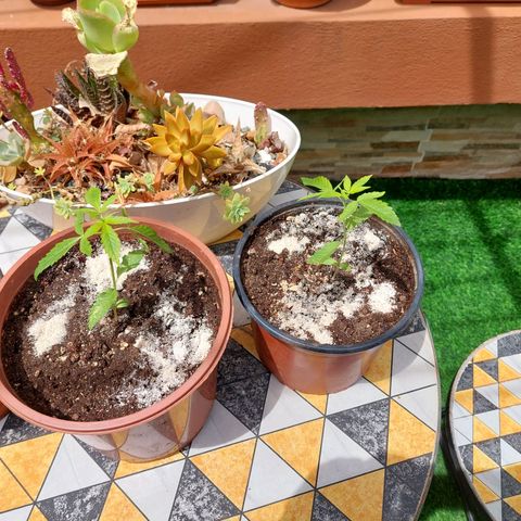 Cuca, Laura y Bertha  #1 growlog photo: Ya en exterior en etapa vegetativa a esperar crecimiento en aproximadamente un mes mes y medio la paso a floración con fotoperiodo 12horas luz 12 oscuridad 