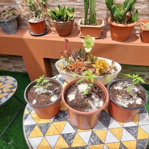 Cuca, Laura y Bertha  #1 growlog photo: Ya en exterior en etapa vegetativa a esperar crecimiento en aproximadamente un mes mes y medio la paso a floración con fotoperiodo 12horas luz 12 oscuridad 
