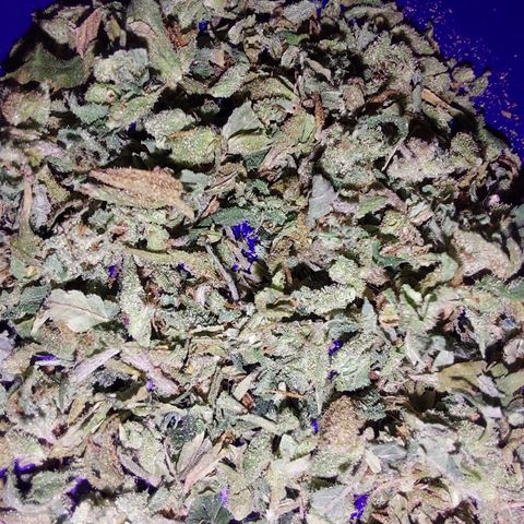 Giorgio growlog photo: Flores antes de curación cata para apreciar diferencias de aquí a dos meses de curado