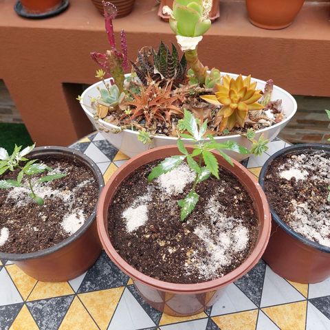 Cuca, Laura y Bertha  #1 growlog photo: Tierra de diatomeas
