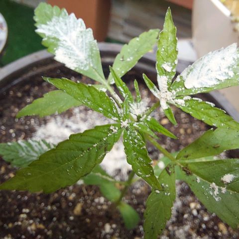 Cuca, Laura y Bertha  #1 growlog photo: Tierra de diatomeas