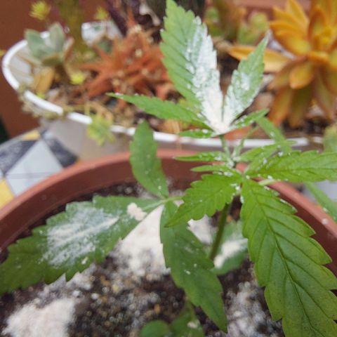 Cuca, Laura y Bertha  #1 growlog photo: Tierra de diatomeas