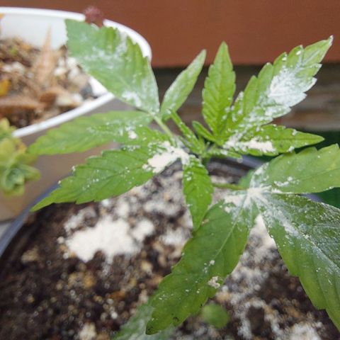 Cuca, Laura y Bertha  #1 growlog photo: Tierra de diatomeas