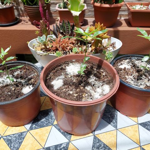 Cuca, Laura y Bertha  #1 growlog photo:  15 cm