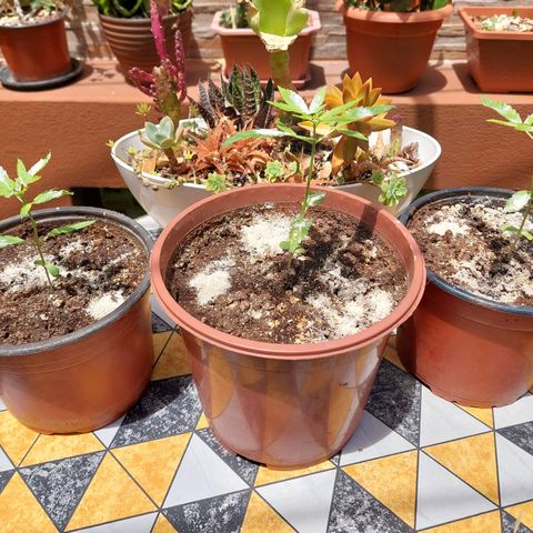Cuca, Laura y Bertha  #1 growlog photo:  15 cm