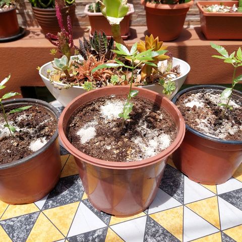 Cuca, Laura y Bertha  #1 growlog photo:  15 cm