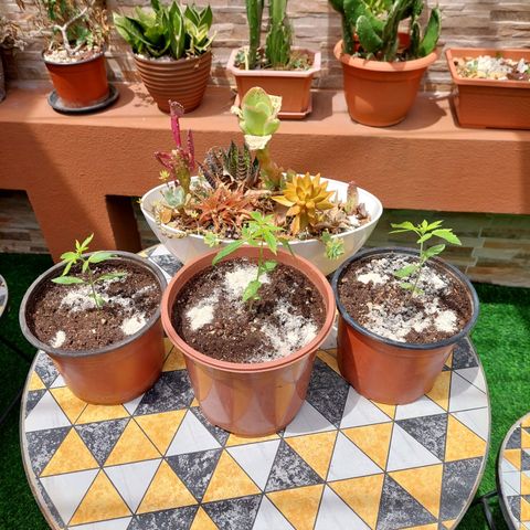 Cuca, Laura y Bertha  #1 growlog timeline photo