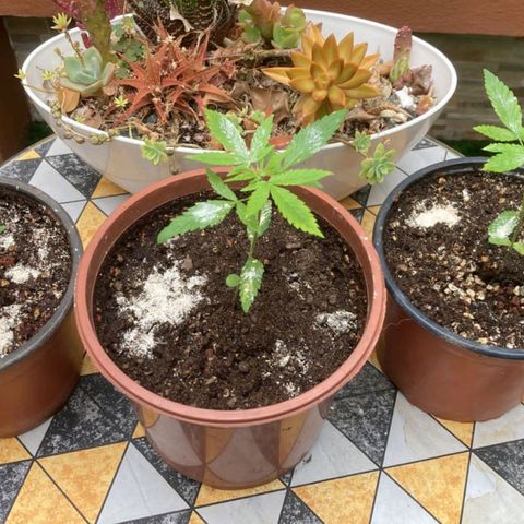 Cuca, Laura y Bertha  #1 growlog photo: 
16 cm