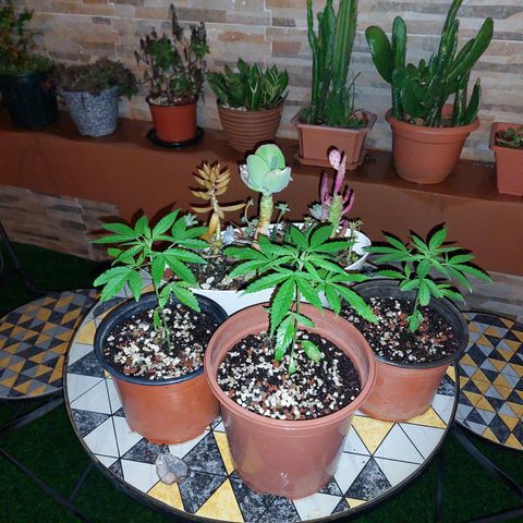 Cuca, Laura y Bertha  #1 growlog timeline photo