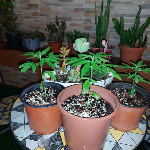 Cuca, Laura y Bertha  #1 growlog timeline photo