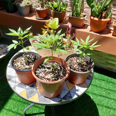 Cuca, Laura y Bertha  #1 growlog timeline photo