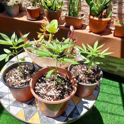 Cuca, Laura y Bertha  #1 growlog timeline photo