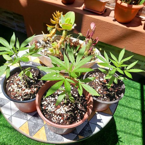 Cuca, Laura y Bertha  #1 growlog timeline photo