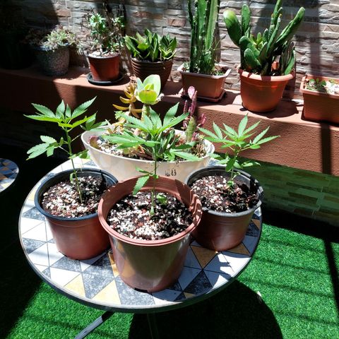 Cuca, Laura y Bertha  #1 growlog timeline photo
