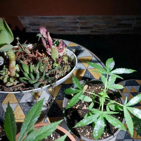Cuca, Laura y Bertha  #1 growlog photo: Poda apical y tierra de diatomeas