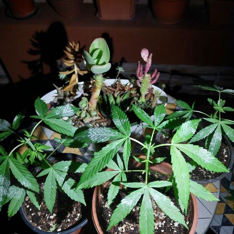 Cuca, Laura y Bertha  #1 growlog photo: Poda apical y tierra de diatomeas