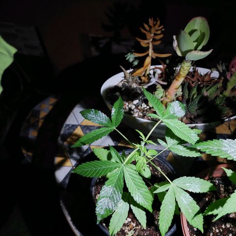 Cuca, Laura y Bertha  #1 growlog photo: Poda apical y tierra de diatomeas