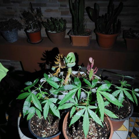 Cuca, Laura y Bertha  #1 growlog photo: Poda apical y tierra de diatomeas