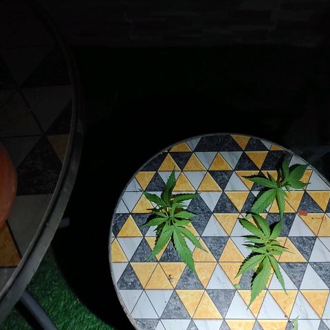 Cuca, Laura y Bertha  #1 growlog photo: Poda apical y tierra de diatomeas