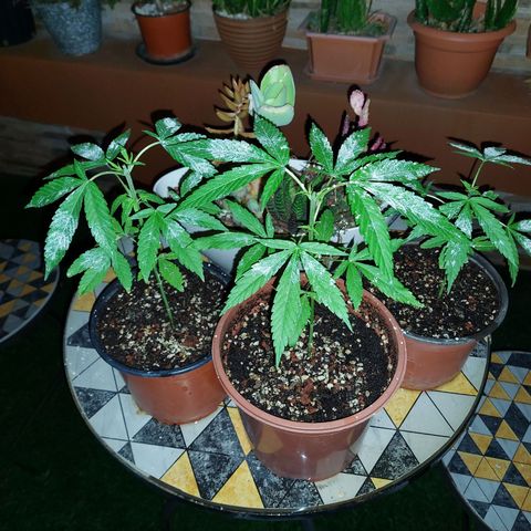 Cuca, Laura y Bertha  #1 growlog photo: Sanando poda apical