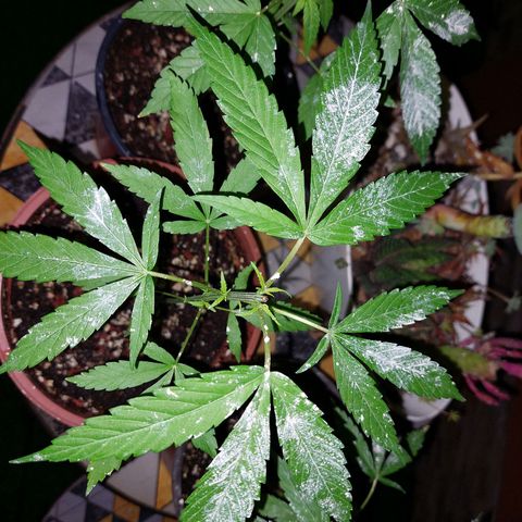Cuca, Laura y Bertha  #1 growlog photo: Poda apical sanando